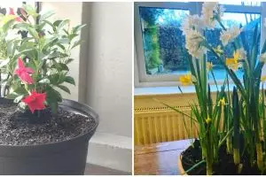 10 Tanaman hias daun dan bunga, bikin rumah makin asri dan segar