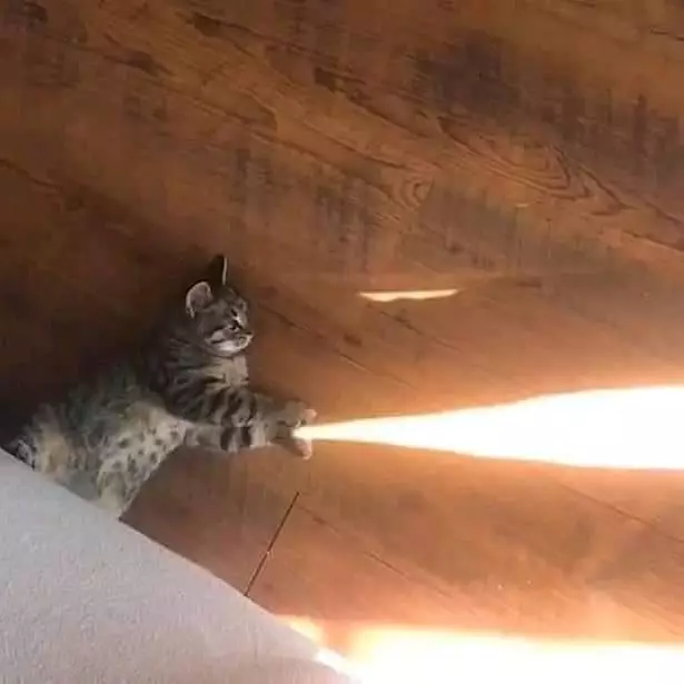 momen pas kucing dengan benda © Berbagai Sumber momen pas kucing dengan benda © Berbagai Sumber