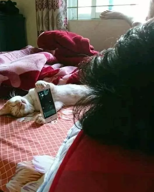 momen pas kucing dengan benda © Berbagai Sumber momen pas kucing dengan benda © Berbagai Sumber