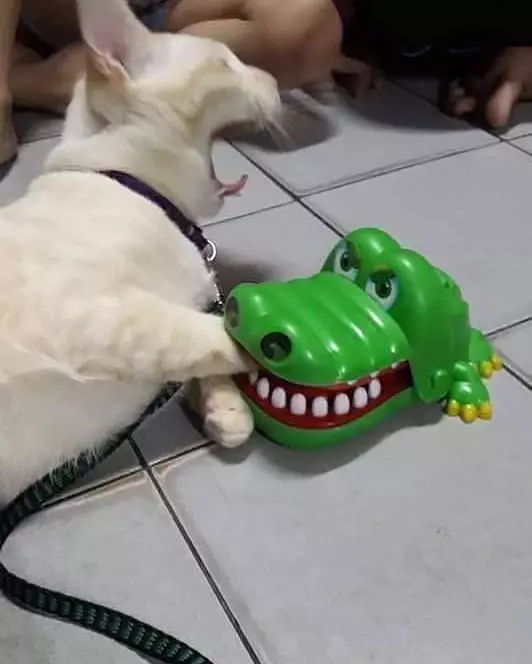 momen pas kucing dengan benda © Berbagai Sumber momen pas kucing dengan benda © Berbagai Sumber