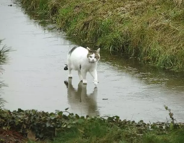 momen pas kucing dengan benda © Berbagai Sumber momen pas kucing dengan benda © Berbagai Sumber