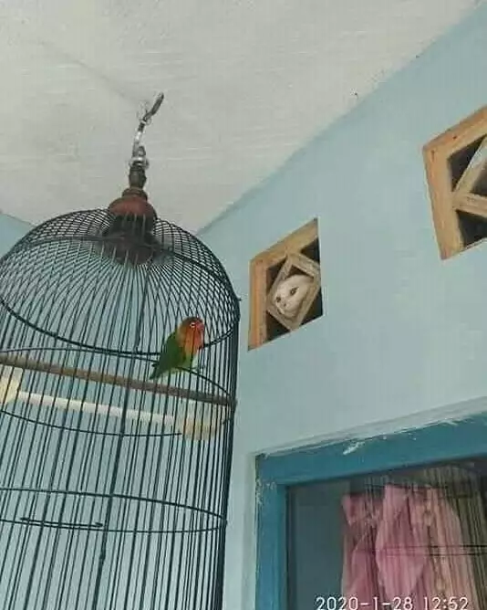 momen pas kucing dengan benda © Berbagai Sumber momen pas kucing dengan benda © Berbagai Sumber