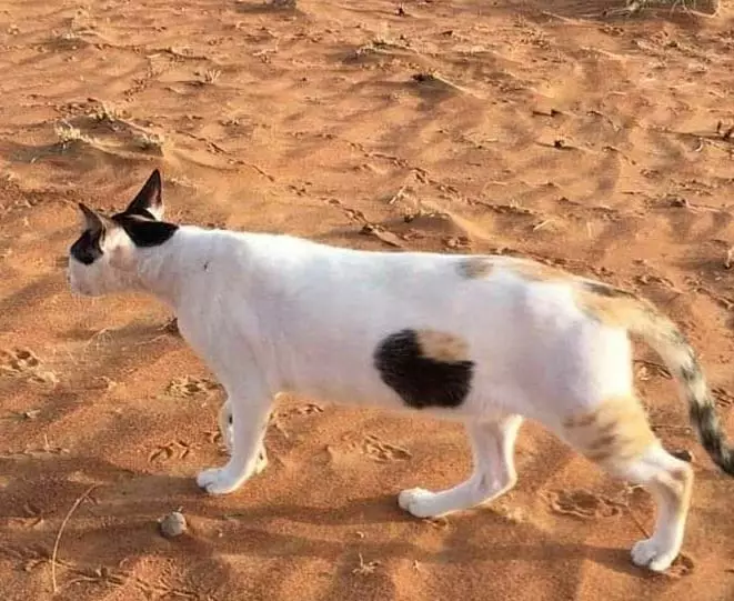 momen pas kucing dengan benda © Berbagai Sumber momen pas kucing dengan benda © Berbagai Sumber