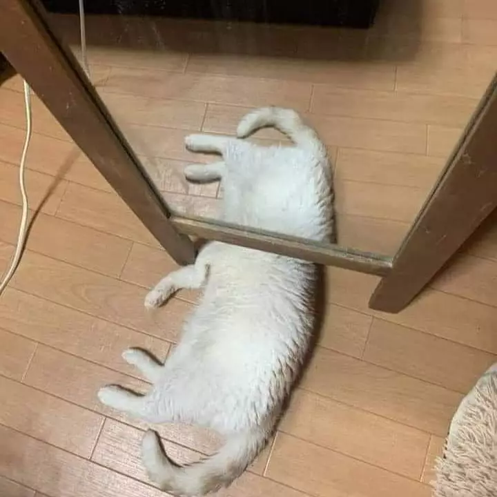 momen pas kucing dengan benda © Berbagai Sumber momen pas kucing dengan benda © Berbagai Sumber