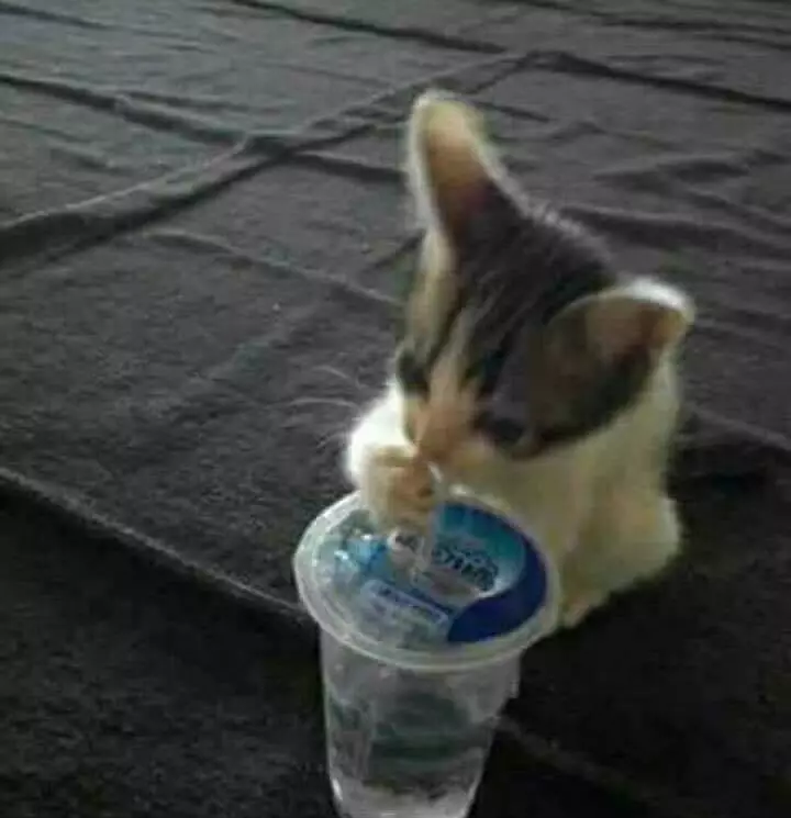 momen pas kucing dengan benda © Berbagai Sumber momen pas kucing dengan benda © Berbagai Sumber