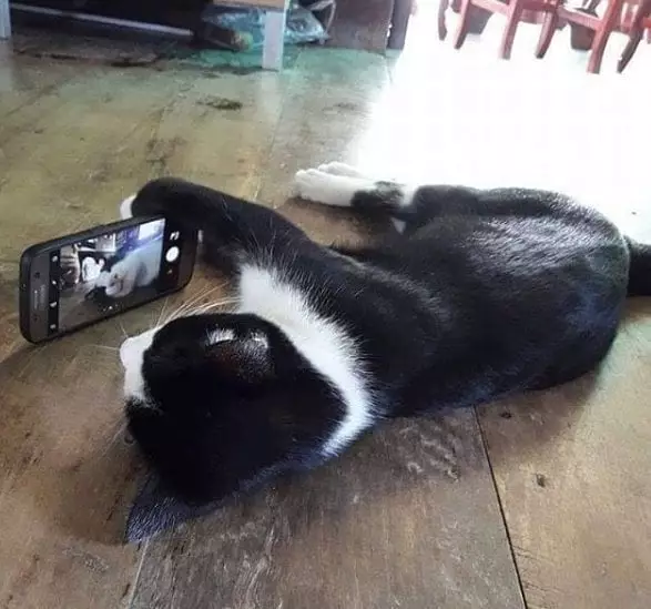 momen pas kucing dengan benda © Berbagai Sumber momen pas kucing dengan benda © Berbagai Sumber