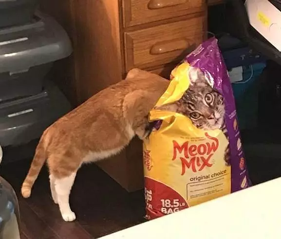 momen pas kucing dengan benda © Berbagai Sumber momen pas kucing dengan benda © Berbagai Sumber