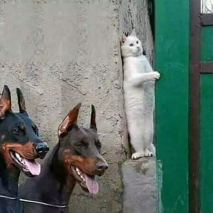 momen pas kucing dengan benda © Berbagai Sumber momen pas kucing dengan benda © Berbagai Sumber