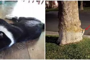 20 Momen pas kucing dengan benda sekitar, bikin lihat dua kali