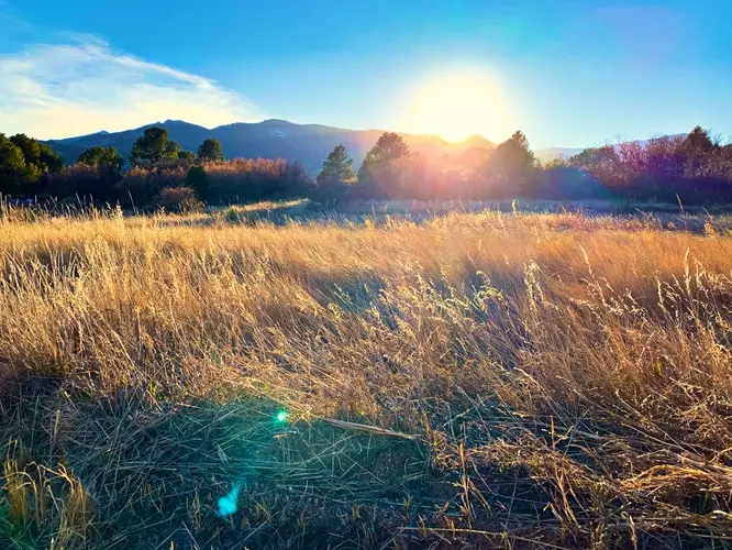 Cara merawat aglonema pink moon © Istimewa Cara merawat aglonema pink moon © Istimewa