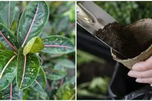 Cara merawat aglonema pink moon, lengkap dengan tips penyiramannya