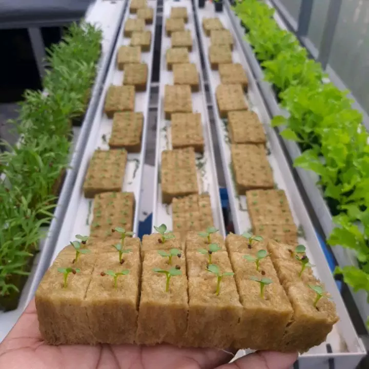 Media tanam hidroponik organik dan anorganik Intagram ; freepik © 2021 brilio.net Media tanam hidroponik organik dan anorganik Intagram ; freepik © 2021 brilio.net