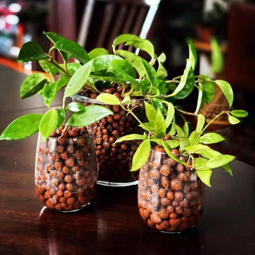 Media tanam hidroponik organik dan anorganik Intagram ; freepik © 2021 brilio.net Media tanam hidroponik organik dan anorganik Intagram ; freepik © 2021 brilio.net