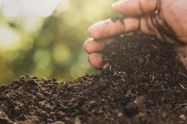 Media tanam hidroponik organik dan anorganik Intagram ; freepik © 2021 brilio.net Media tanam hidroponik organik dan anorganik Intagram ; freepik © 2021 brilio.net