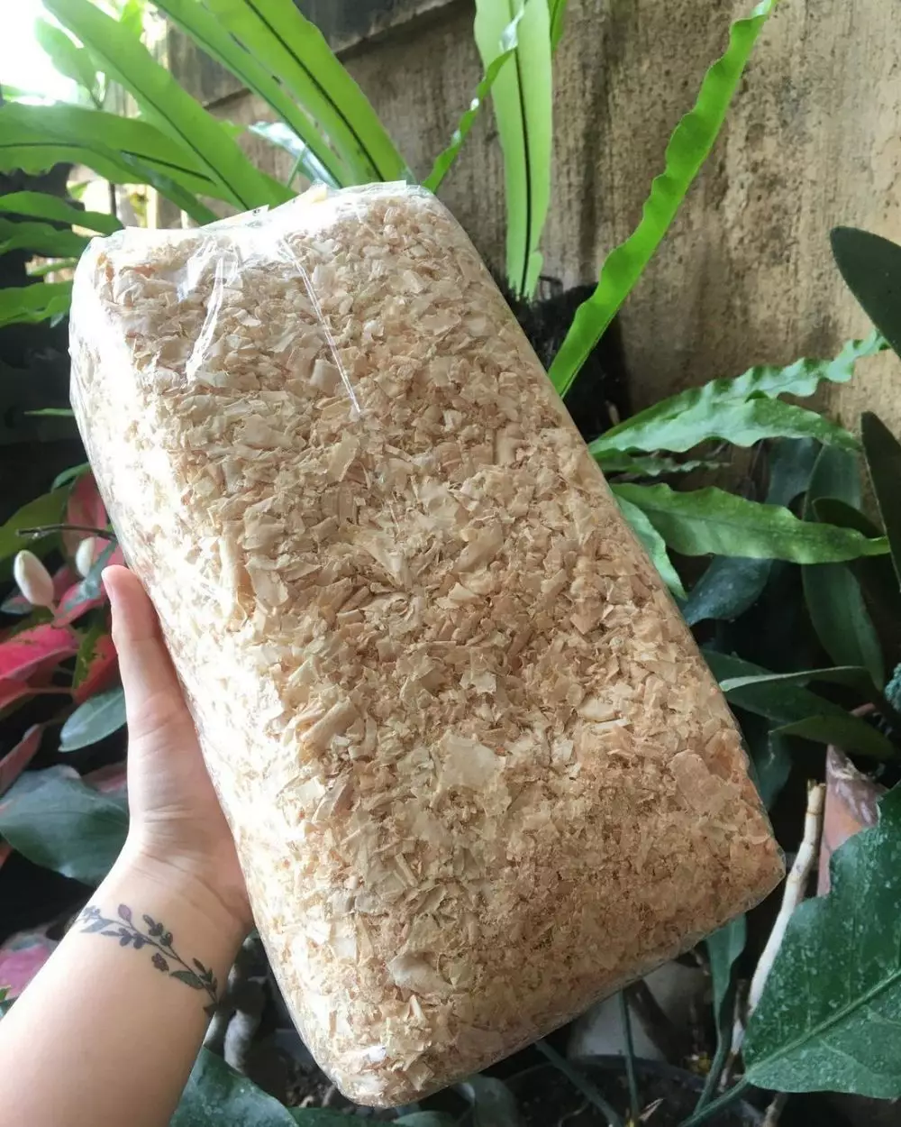 Media tanam hidroponik organik dan anorganik Intagram ; freepik © 2021 brilio.net Media tanam hidroponik organik dan anorganik Intagram ; freepik © 2021 brilio.net