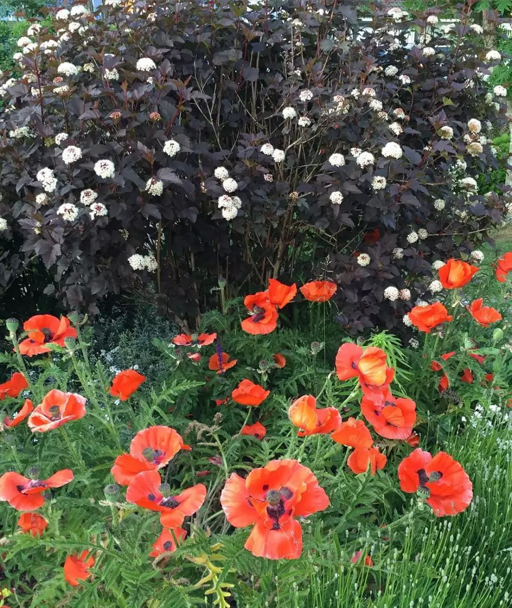 tanaman hias daun hitam © Instagram