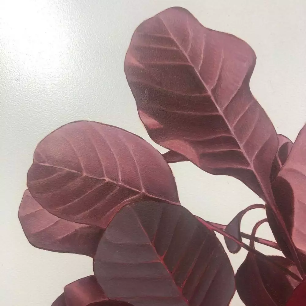 tanaman hias daun hitam © Instagram