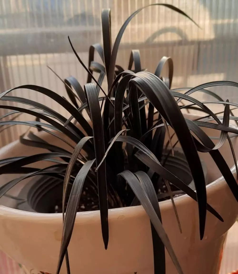 tanaman hias daun hitam © Instagram