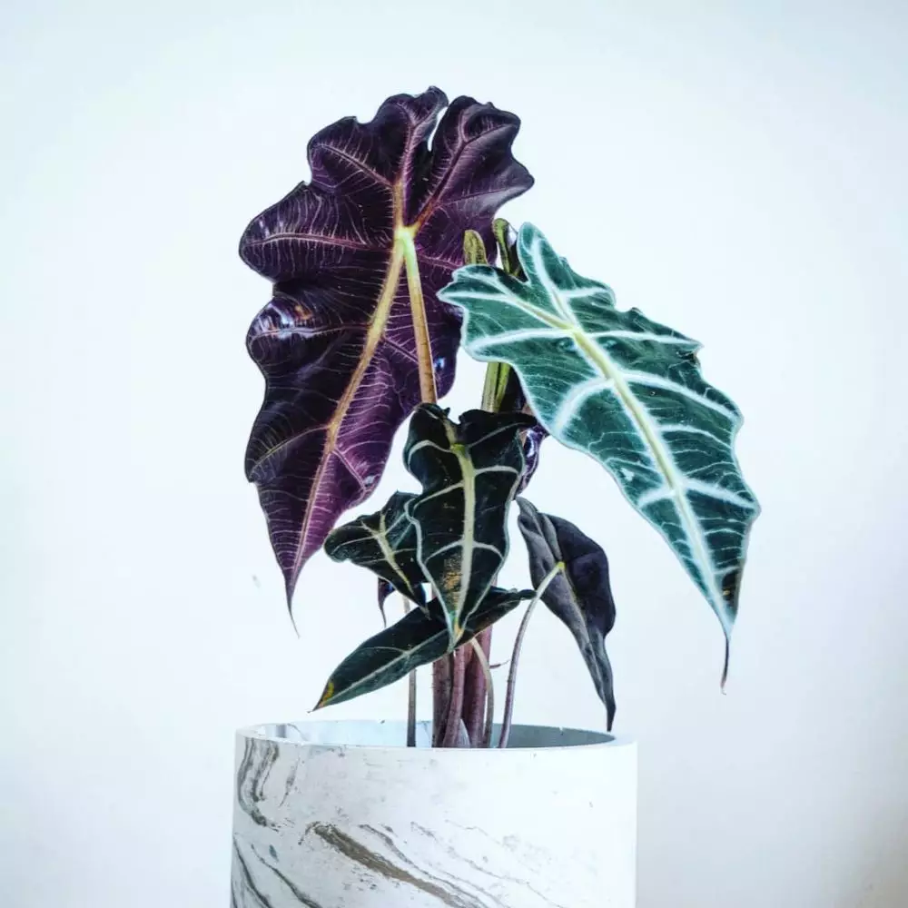 tanaman hias daun hitam © Instagram