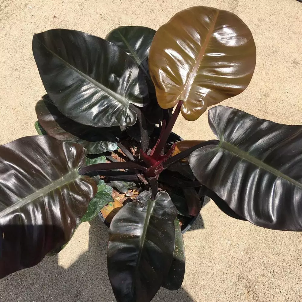 tanaman hias daun hitam © Instagram