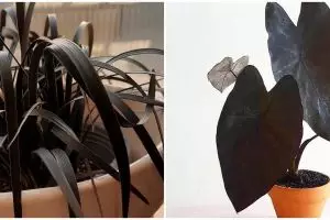 10 Tanaman hias daun hitam, elegan dan eksotis buat dekorasi
