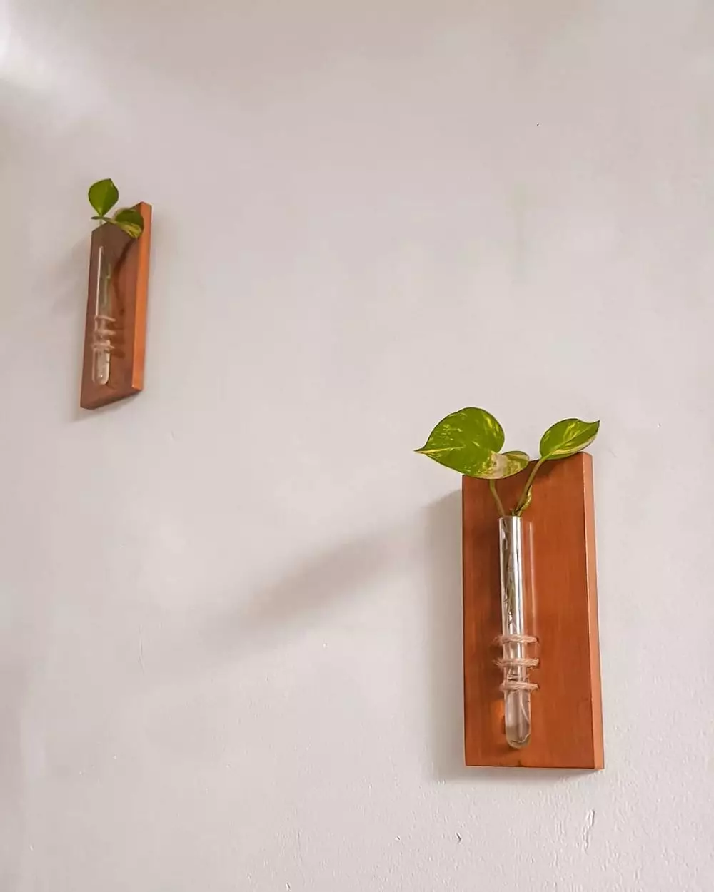 tanaman hias gantung sirih © Instagram tanaman hias gantung sirih © Instagram