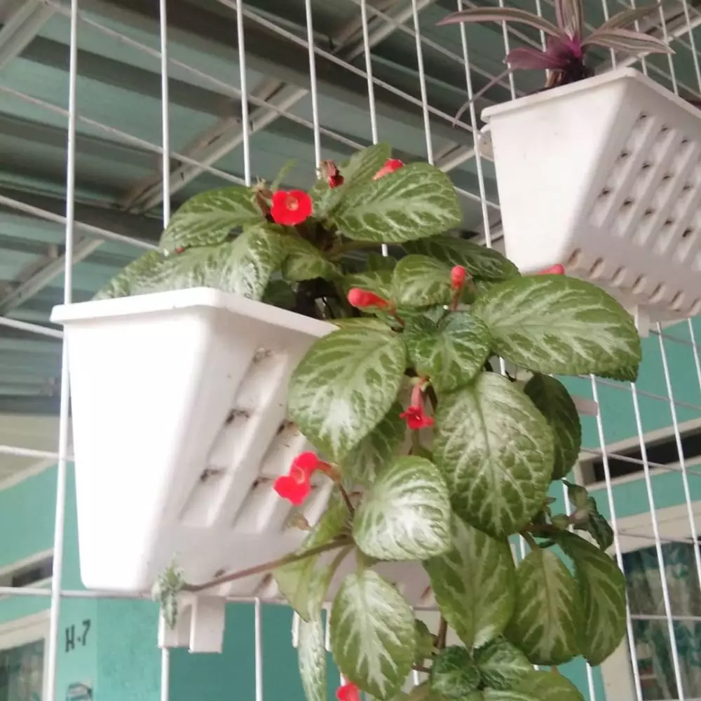 tanaman hias gantung sirih © Instagram tanaman hias gantung sirih © Instagram