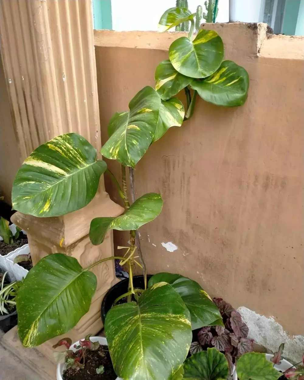 tanaman hias gantung sirih © Instagram tanaman hias gantung sirih © Instagram