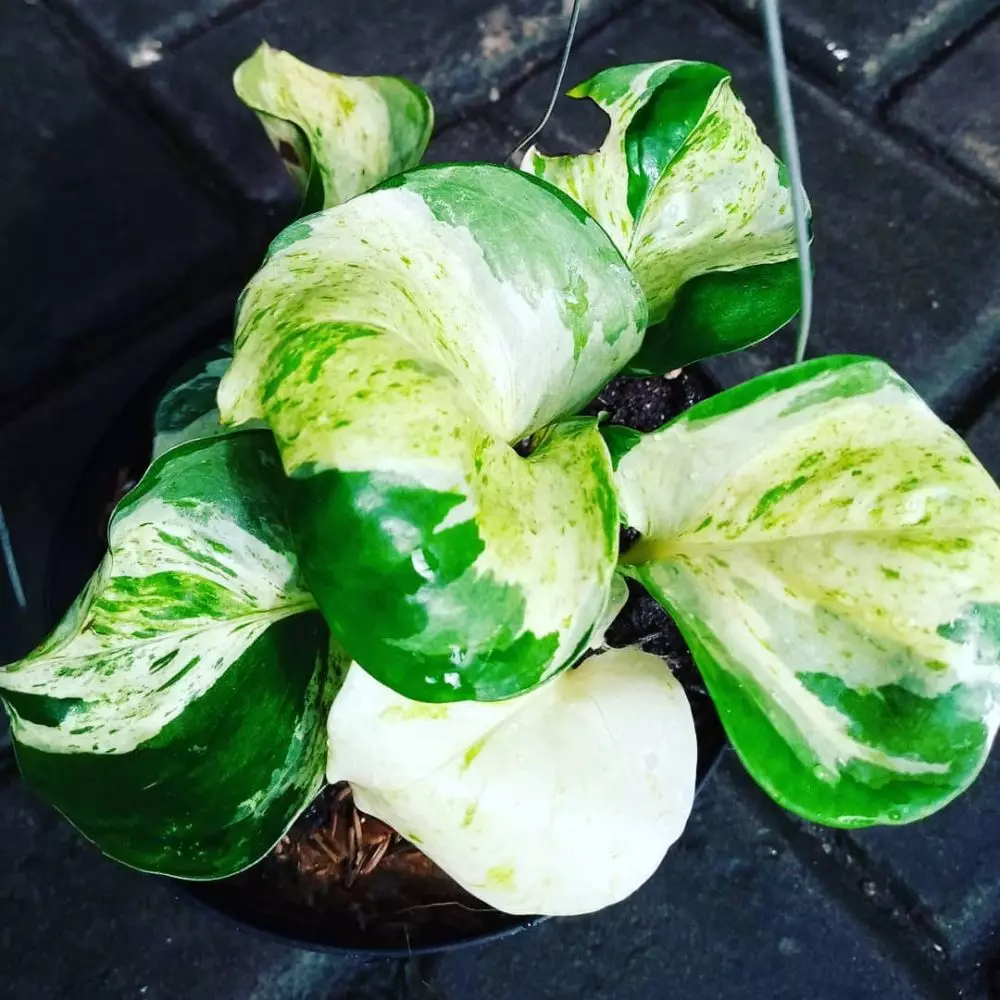 tanaman hias gantung sirih © Instagram tanaman hias gantung sirih © Instagram