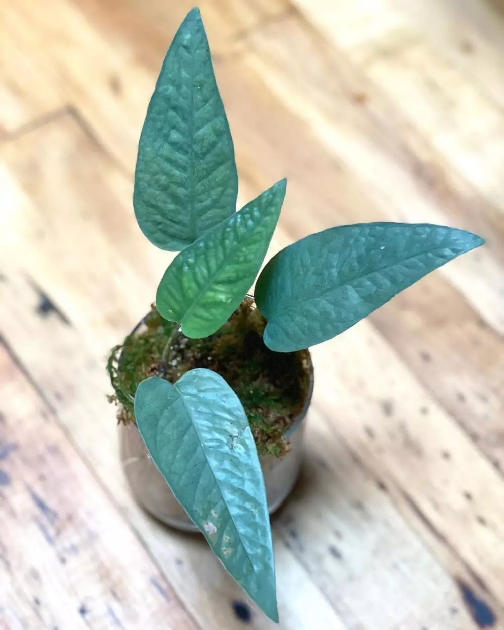 tanaman hias gantung sirih © Instagram tanaman hias gantung sirih © Instagram