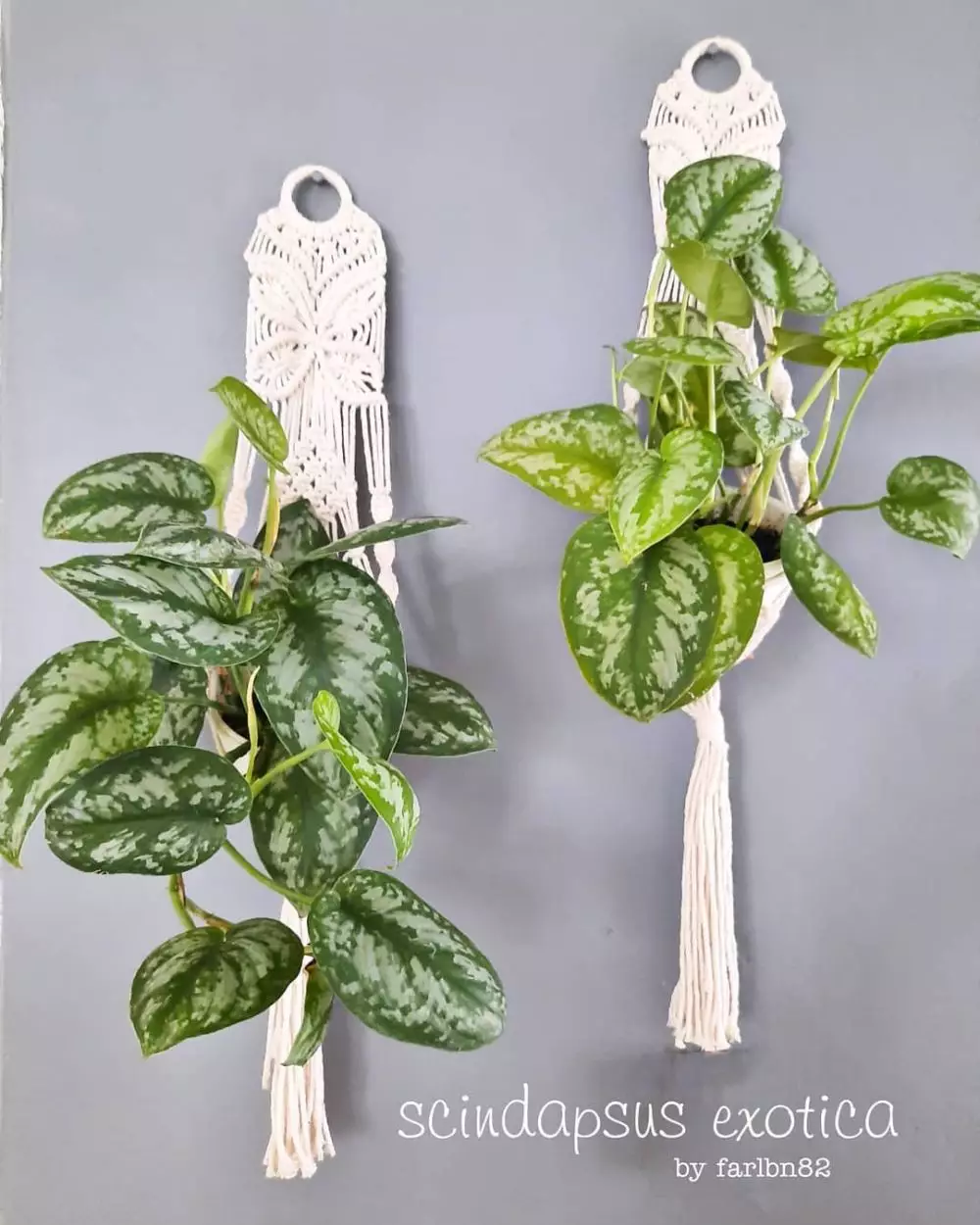 tanaman hias gantung sirih © Instagram tanaman hias gantung sirih © Instagram