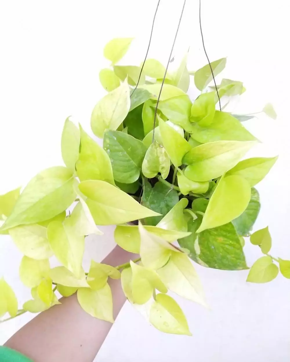 tanaman hias gantung sirih © Instagram tanaman hias gantung sirih © Instagram