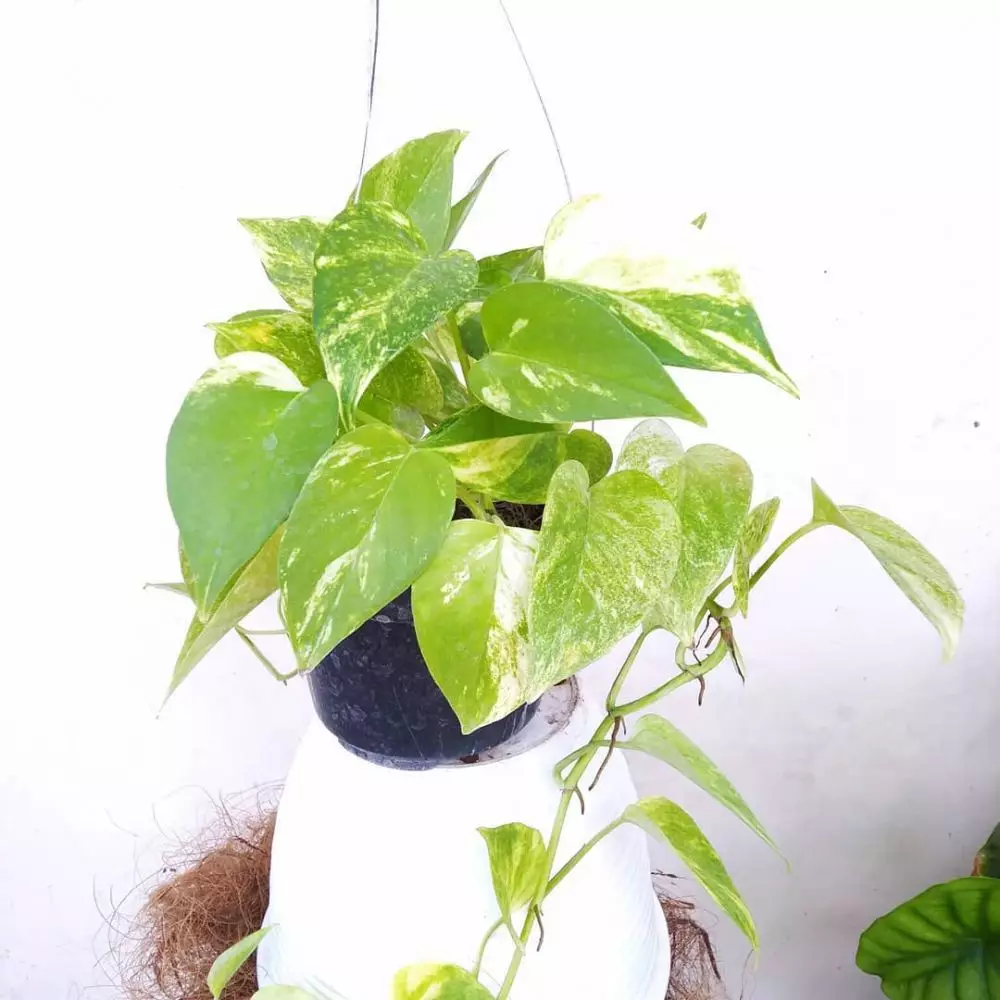 tanaman hias gantung sirih © Instagram tanaman hias gantung sirih © Instagram