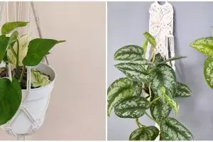 10 Tanaman hias gantung daun sirih, cantik dan mudah dirawat