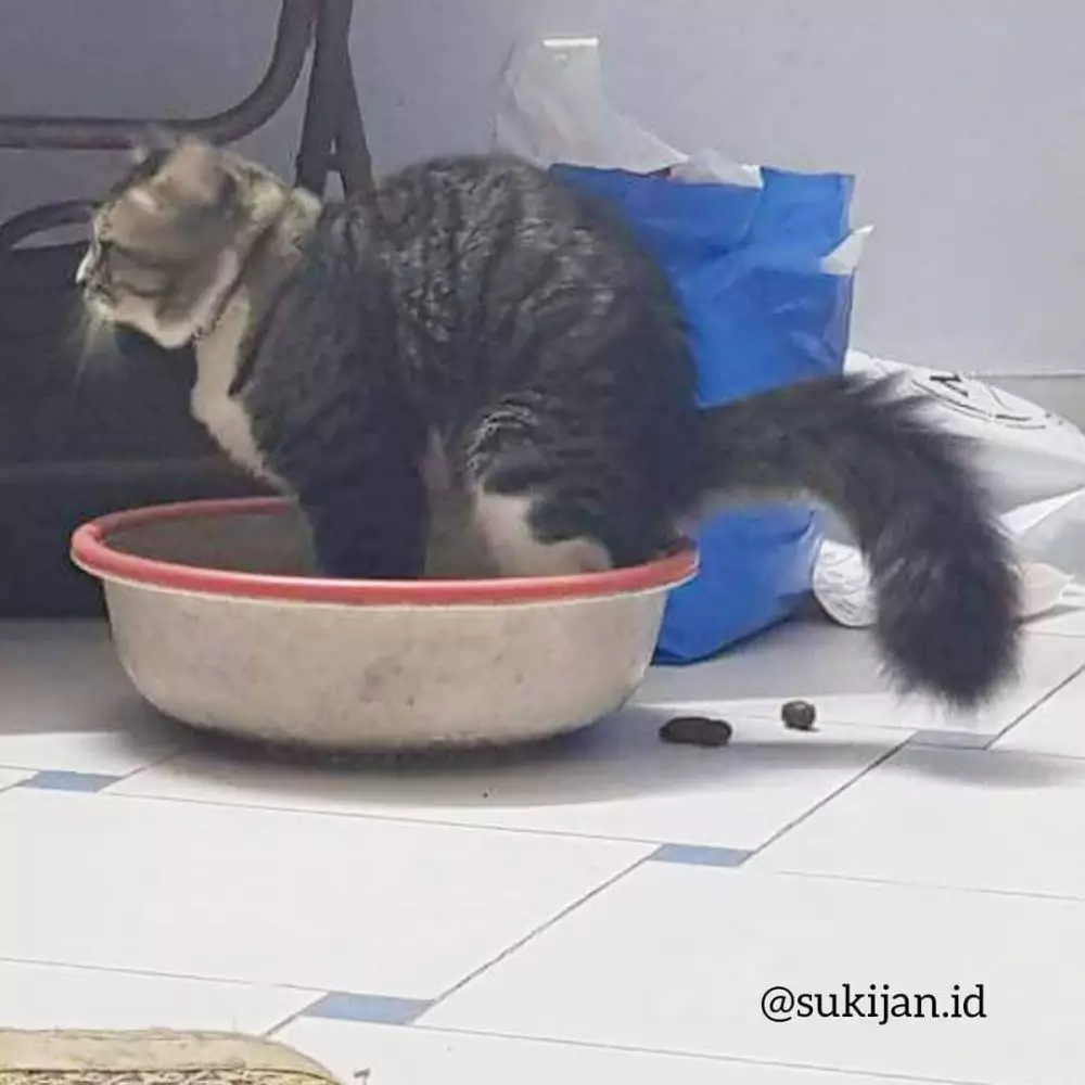 momen percuma bikin jengkel © Instagram momen percuma bikin jengkel © Instagram