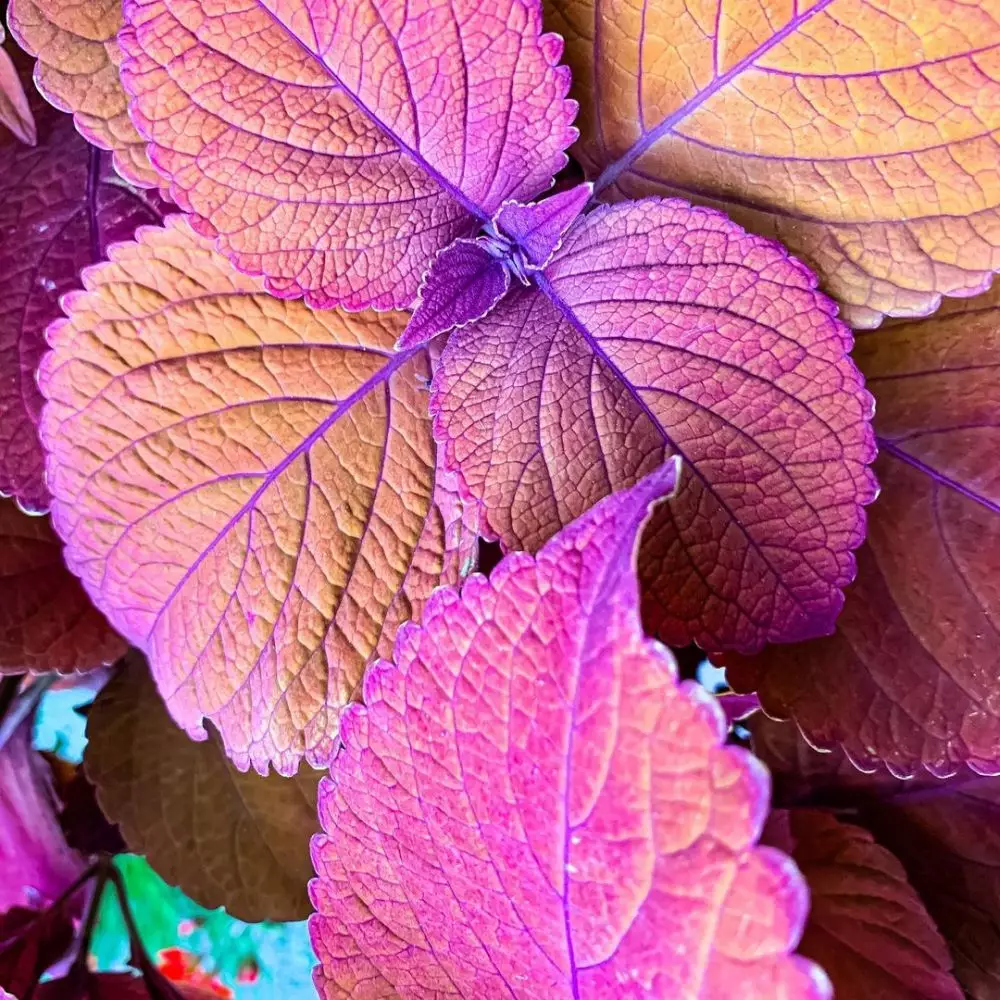 tanaman obat daun merah © Instagram