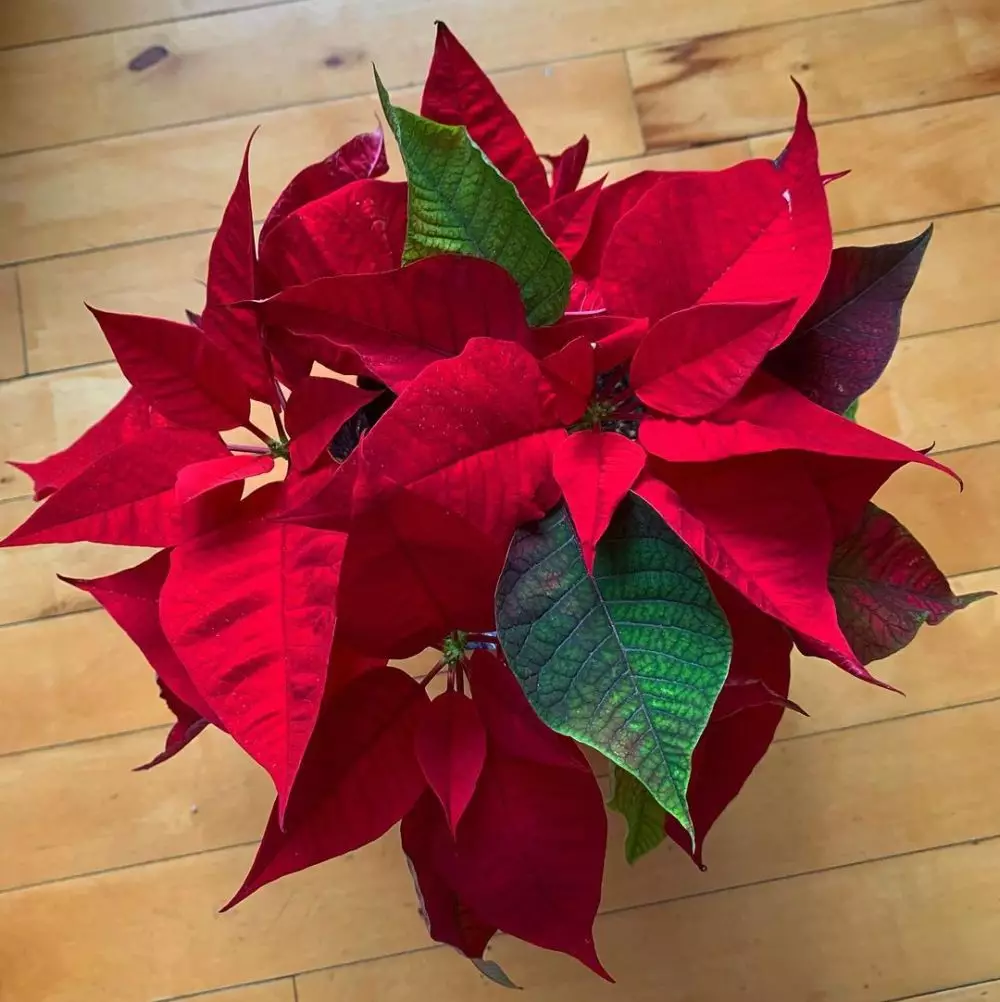 tanaman obat daun merah © Instagram