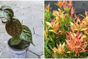 4 Jenis tanaman obat daun merah, termasuk daun sirih