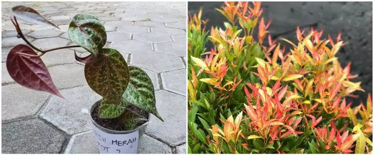 4 Jenis tanaman obat daun merah, termasuk daun sirih