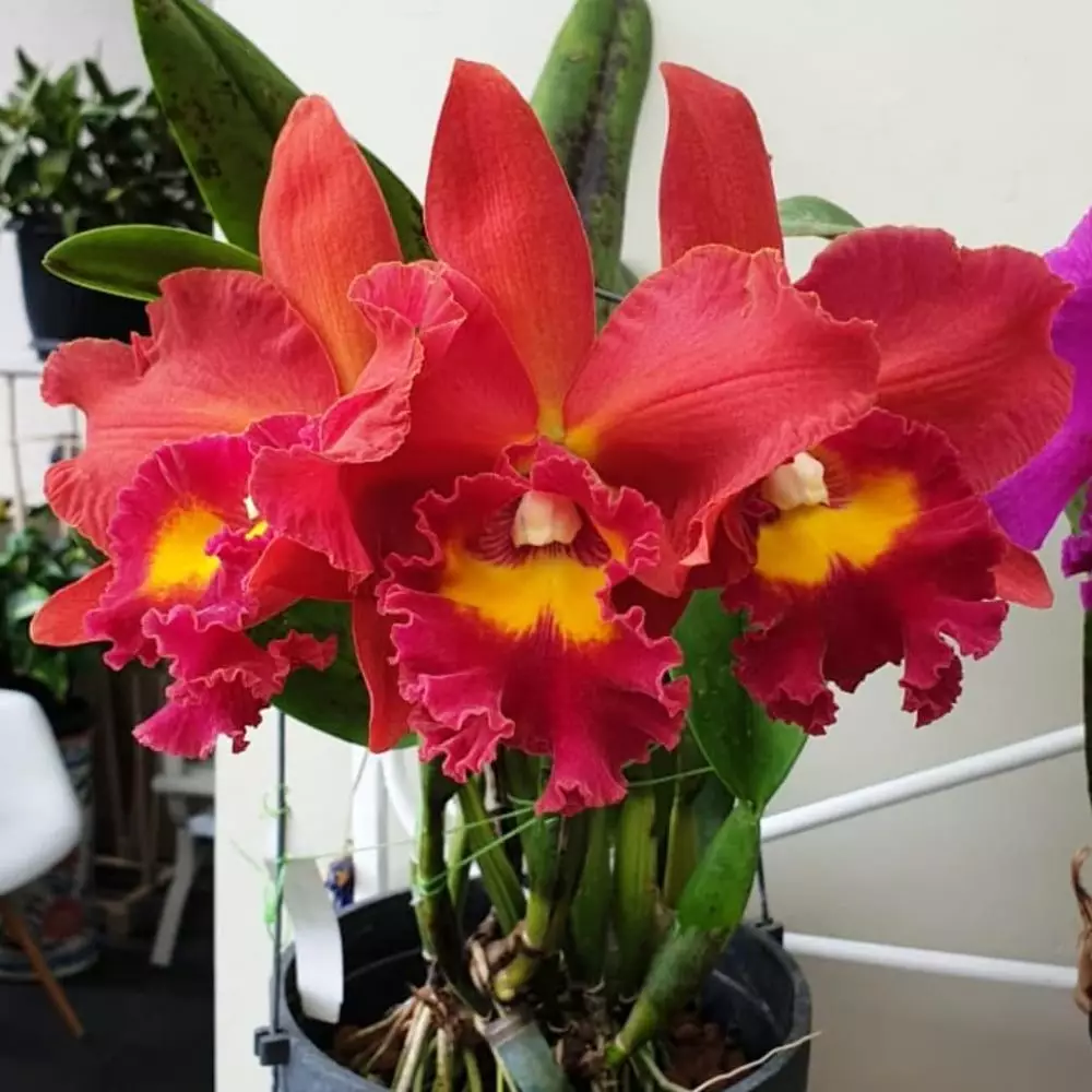 Tanaman hias gantung yang tahan panas Instagram © 2021 brilio.net Tanaman hias gantung yang tahan panas Instagram © 2021 brilio.net