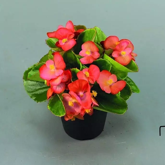 Tanaman hias gantung yang tahan panas Instagram © 2021 brilio.net Tanaman hias gantung yang tahan panas Instagram © 2021 brilio.net