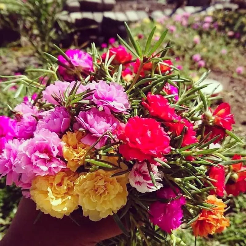 Tanaman hias gantung yang tahan panas Instagram © 2021 brilio.net Tanaman hias gantung yang tahan panas Instagram © 2021 brilio.net