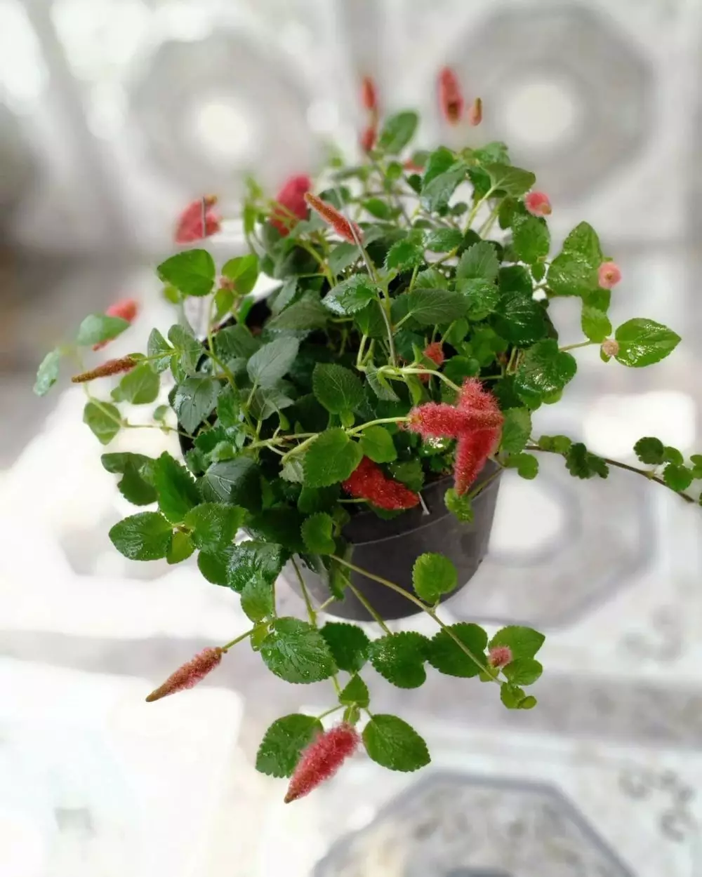 Tanaman hias gantung yang tahan panas Instagram © 2021 brilio.net Tanaman hias gantung yang tahan panas Instagram © 2021 brilio.net