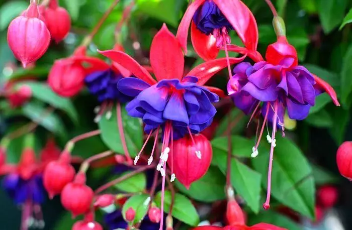 Tanaman hias gantung yang tahan panas Instagram © 2021 brilio.net Tanaman hias gantung yang tahan panas Instagram © 2021 brilio.net