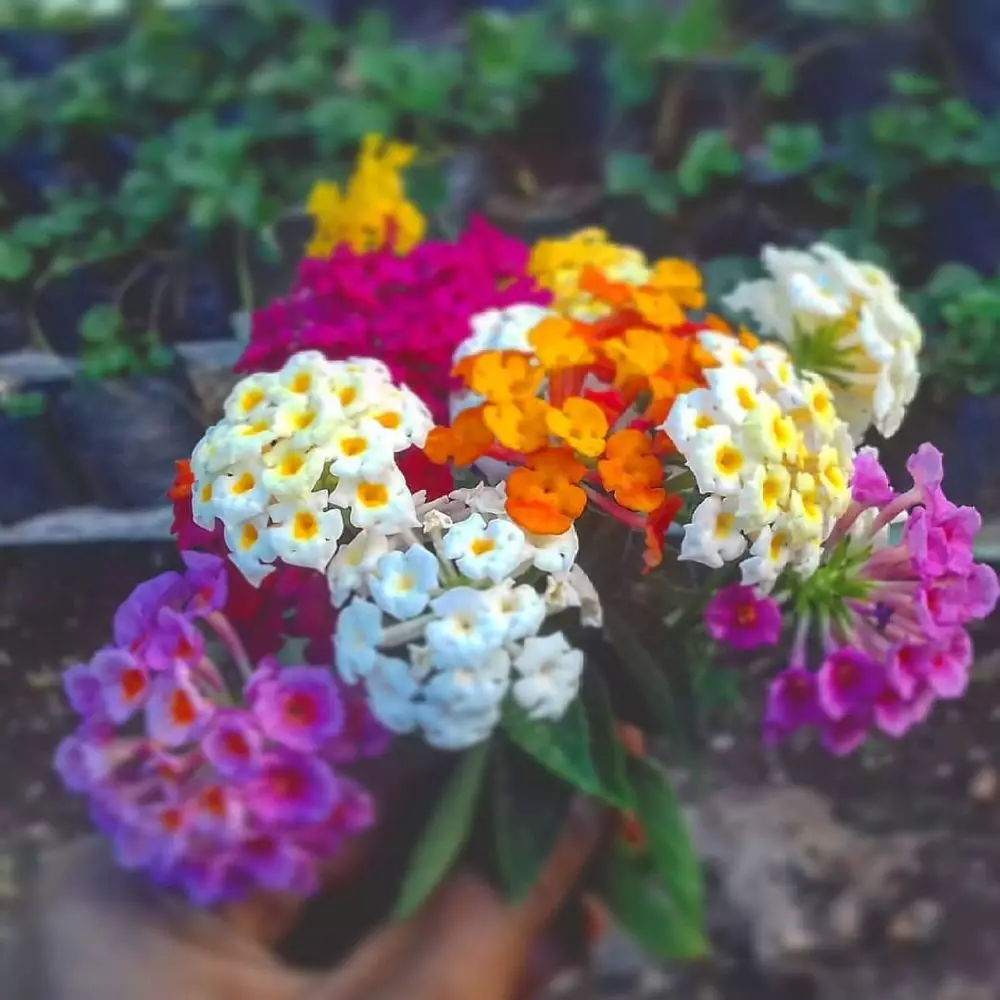 Tanaman hias gantung yang tahan panas Instagram © 2021 brilio.net Tanaman hias gantung yang tahan panas Instagram © 2021 brilio.net