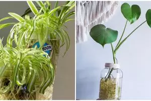 10 Tanaman hidroponik yang mudah ditanam di dalam rumah