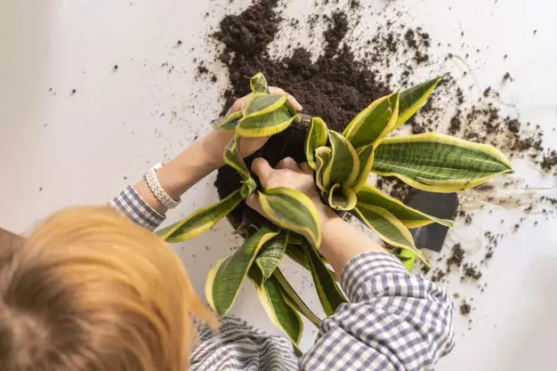 Cara merawat lidah mertua indoor © freepik.com Cara merawat lidah mertua indoor © freepik.com