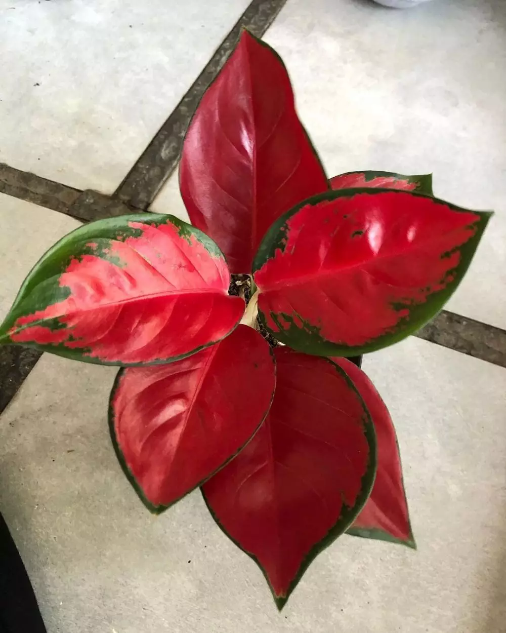 Tanaman hias daun dua warna Instagram © 2021 brilio.net Tanaman hias daun dua warna Instagram © 2021 brilio.net