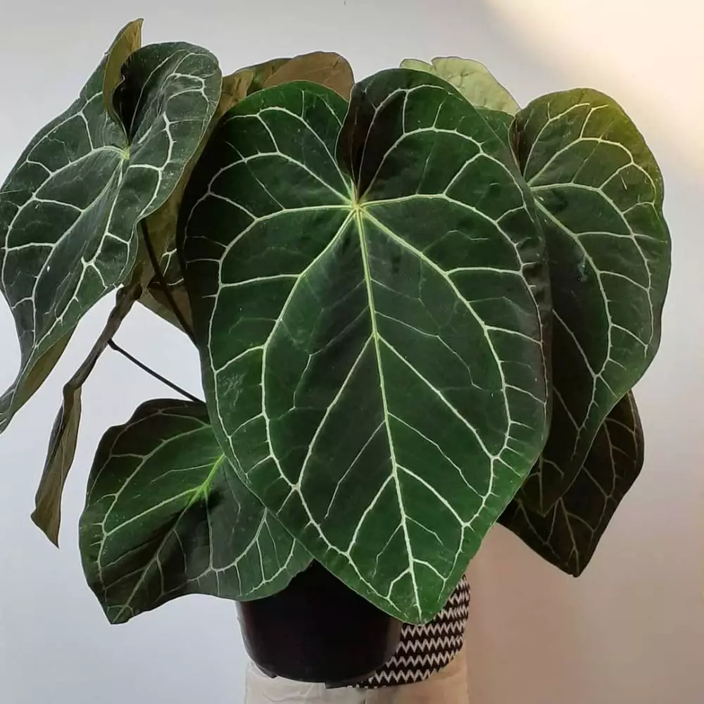 Tanaman hias daun dua warna Instagram © 2021 brilio.net Tanaman hias daun dua warna Instagram © 2021 brilio.net