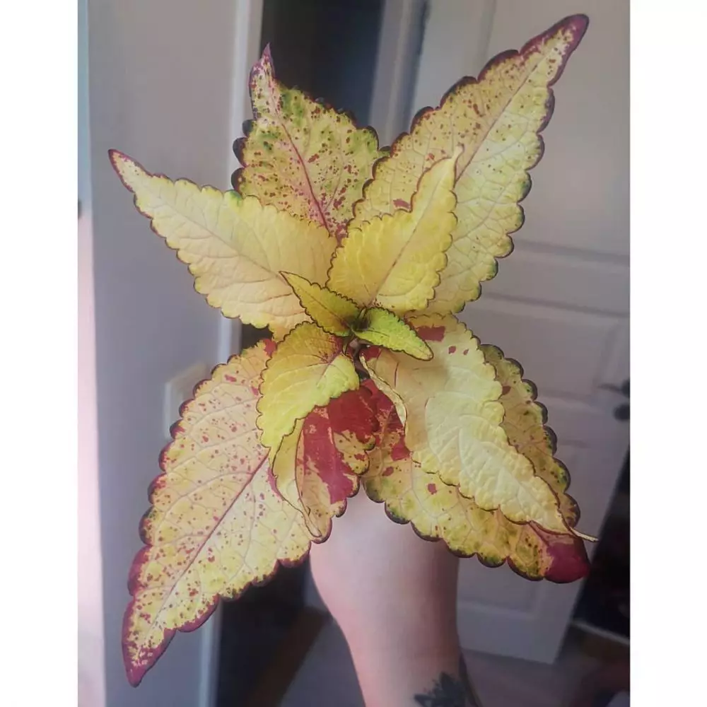 Tanaman hias daun dua warna Instagram © 2021 brilio.net Tanaman hias daun dua warna Instagram © 2021 brilio.net